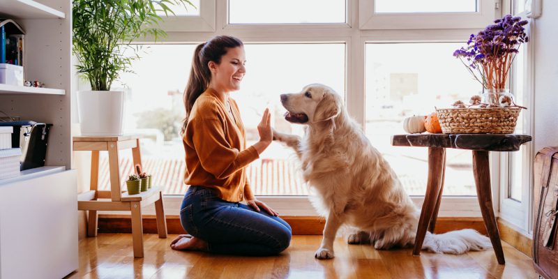 About National Kennel Club