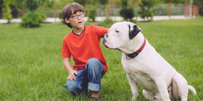 Dog Registration