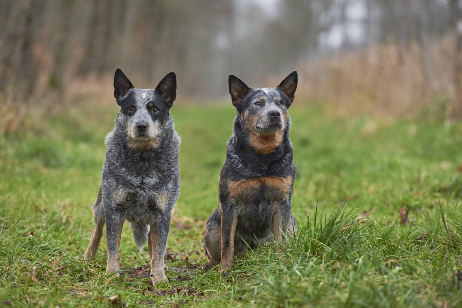 Australian Cattle Dog