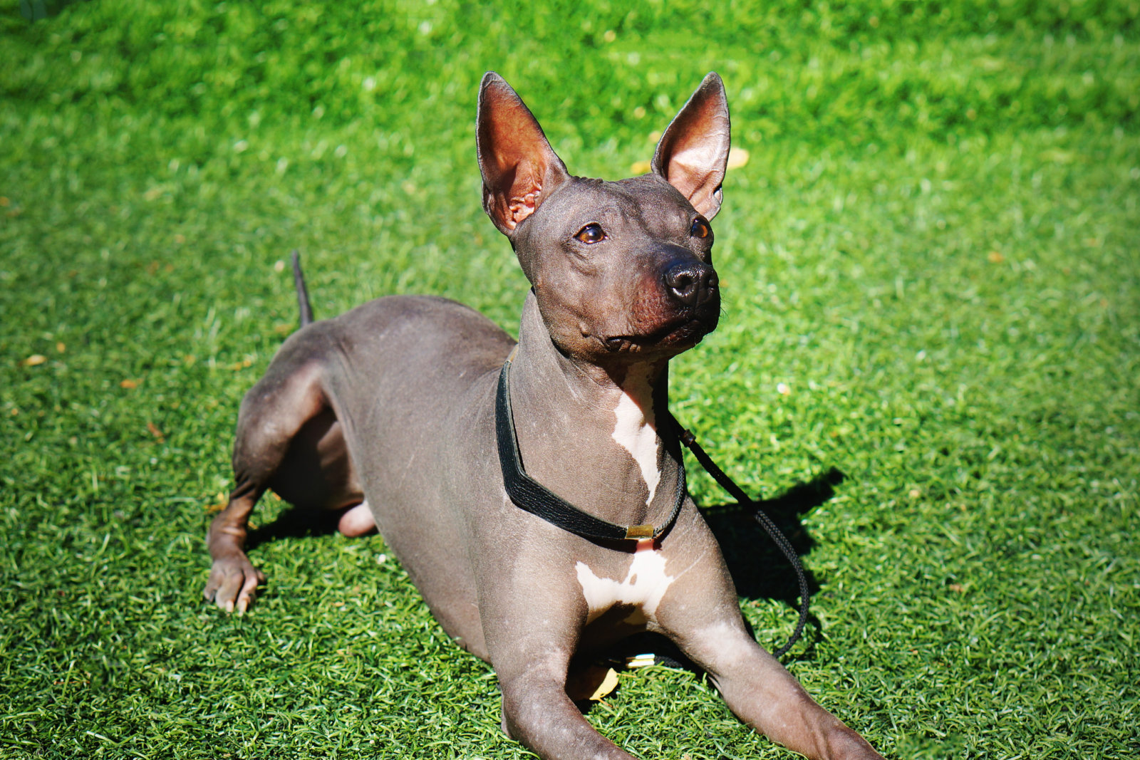 American hairless terrier lying down on green grass and looking up curiously. Close portrait. Unique hairless dog breed