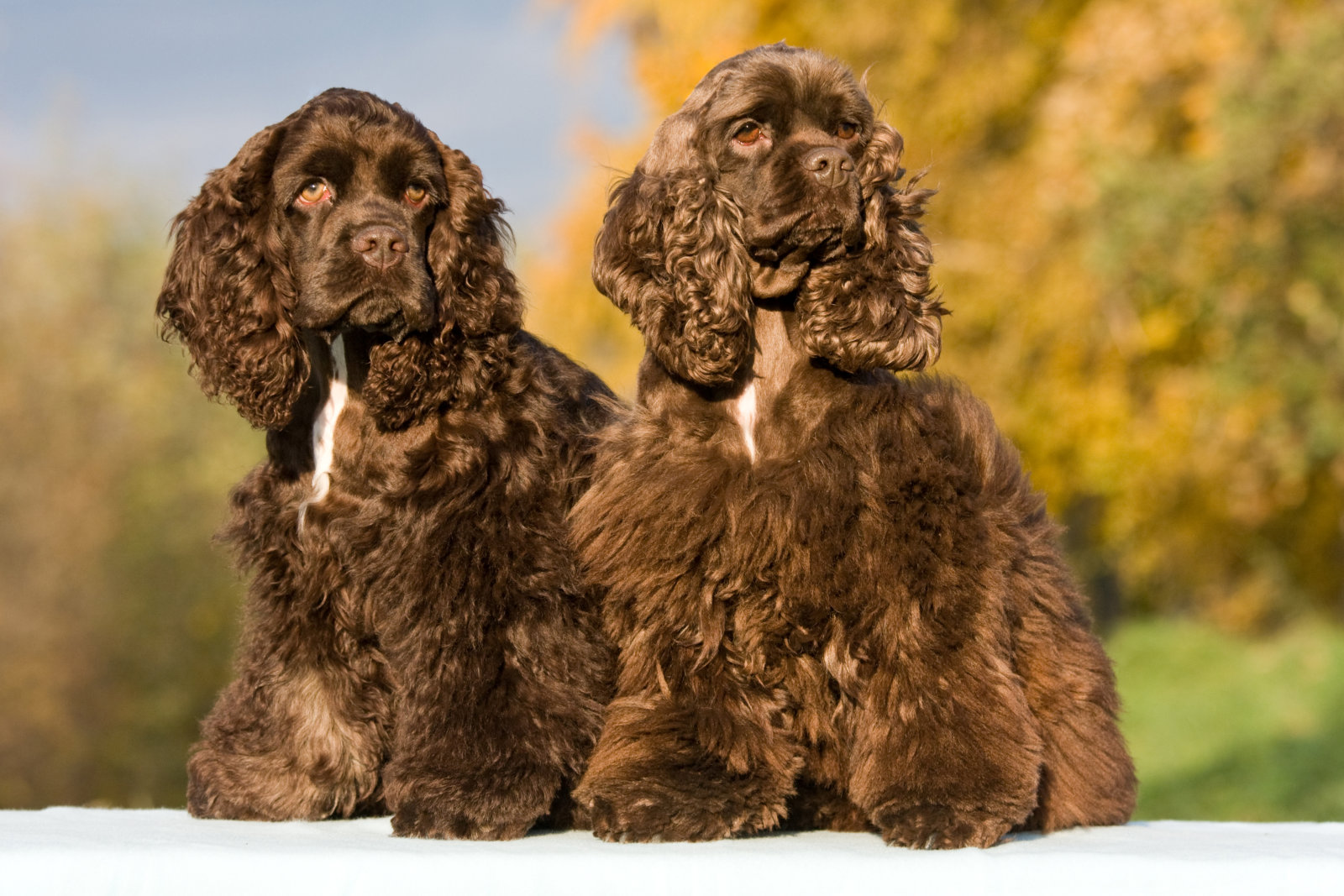 Autumn portrait of two american cocker spaniels