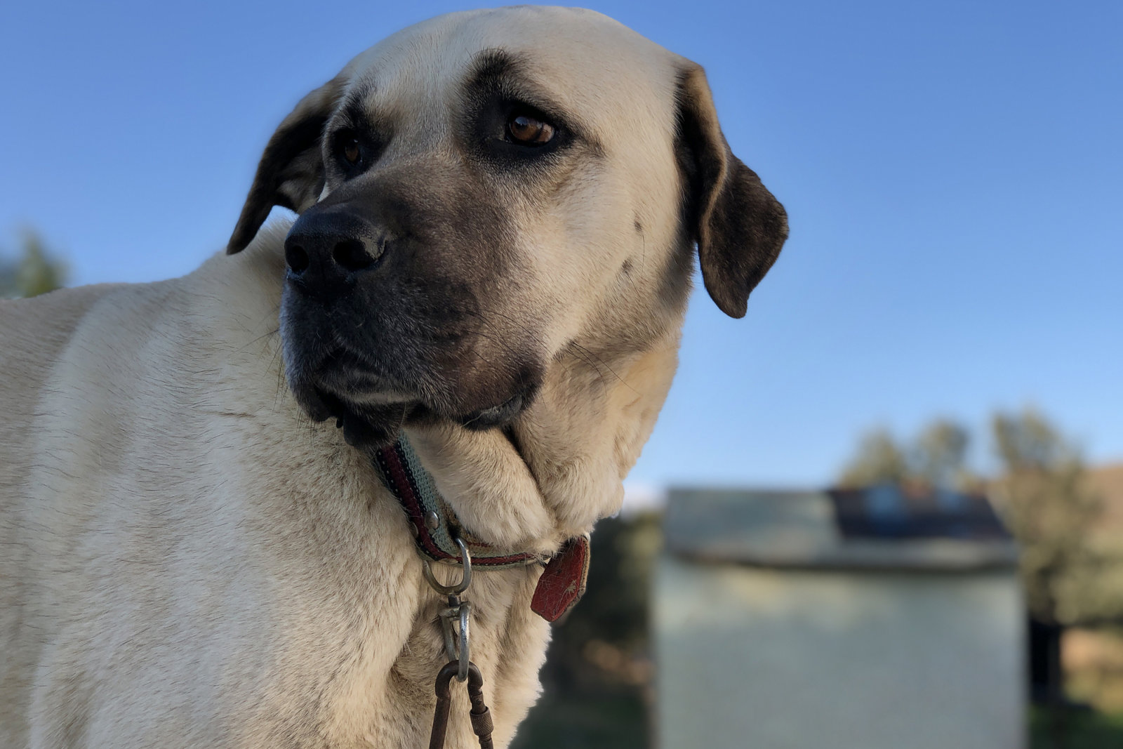 Anatolian sheepdog kangal posing against
