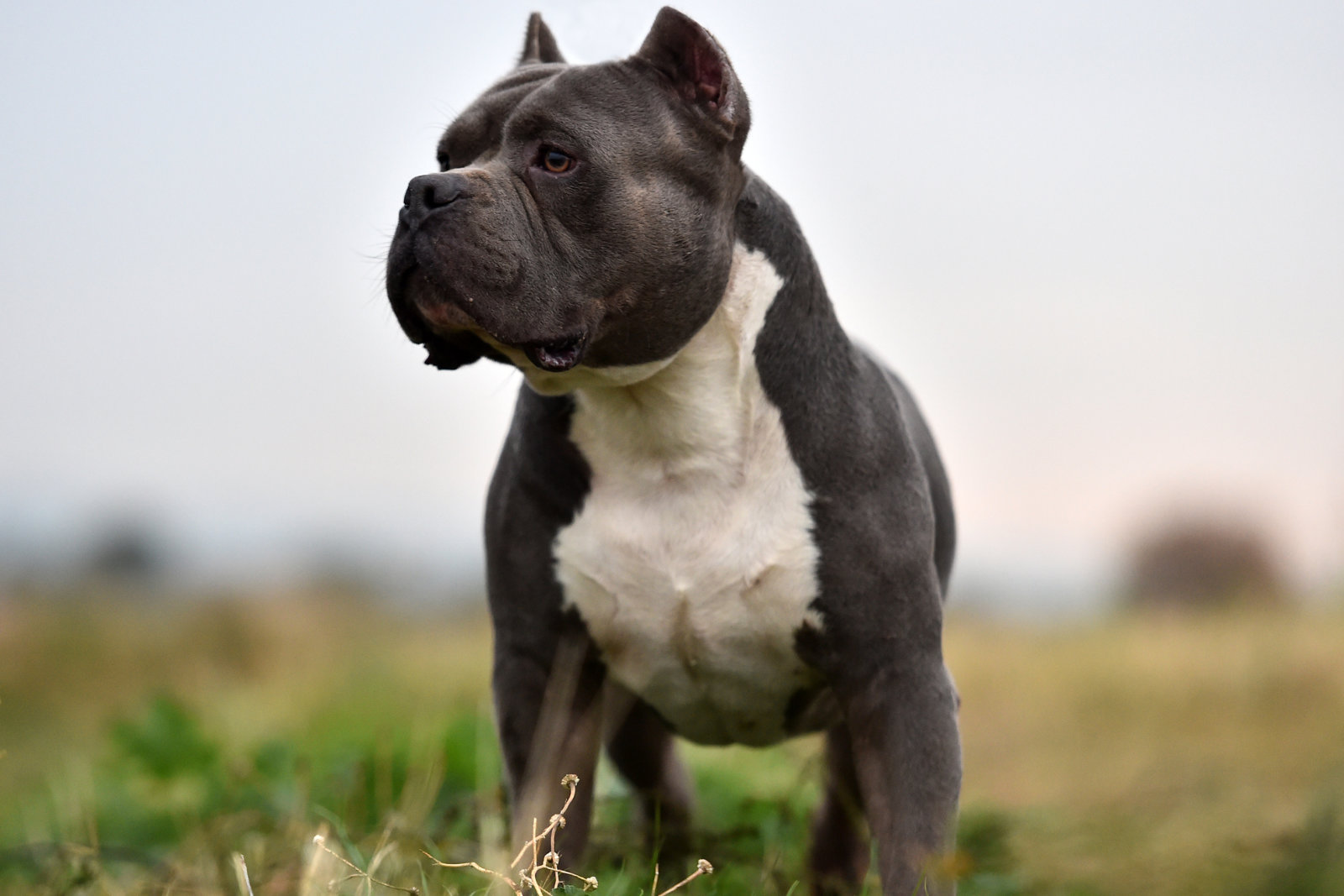 Standard american hot sale bully weight