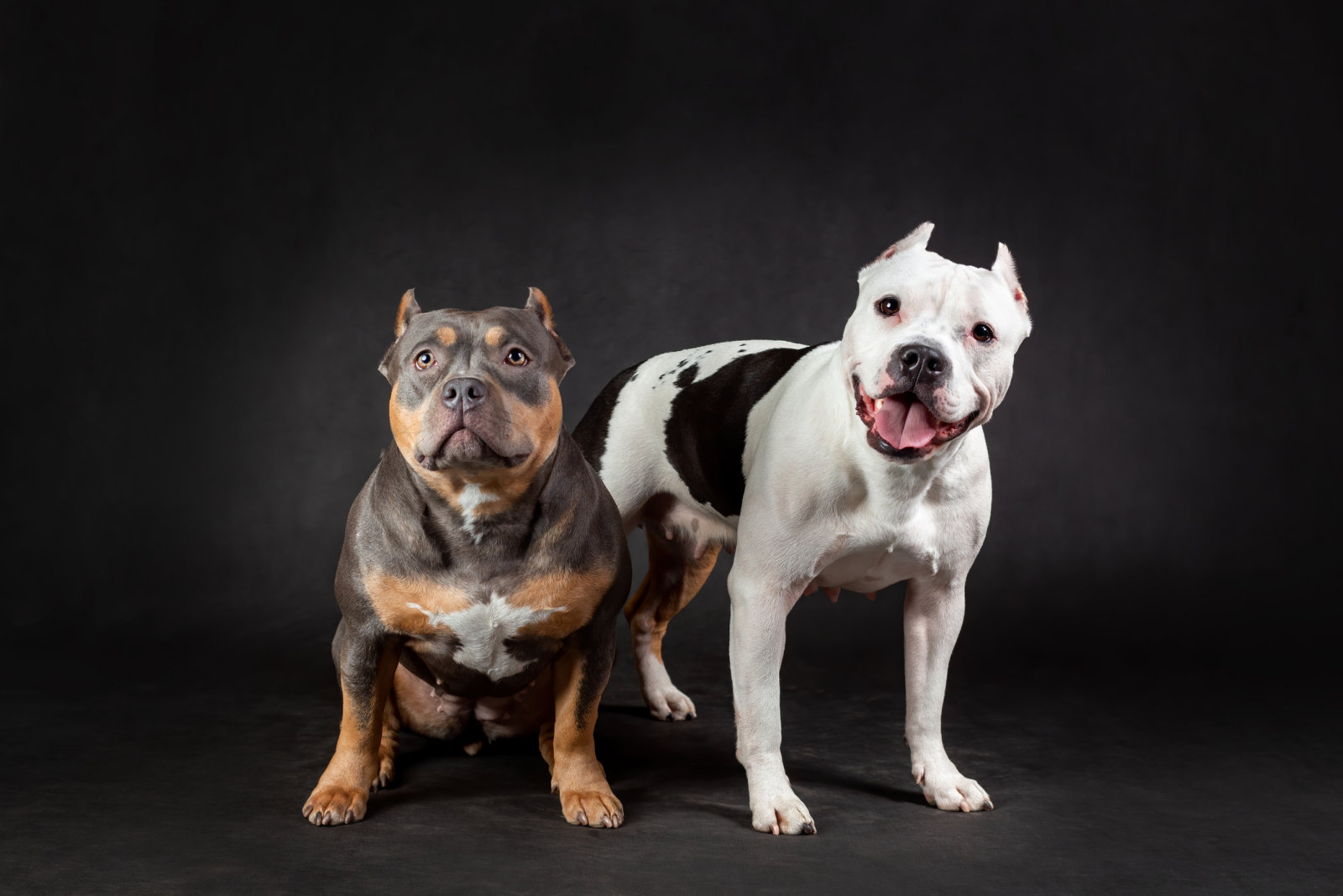 Two american bully breed dogs against black background
