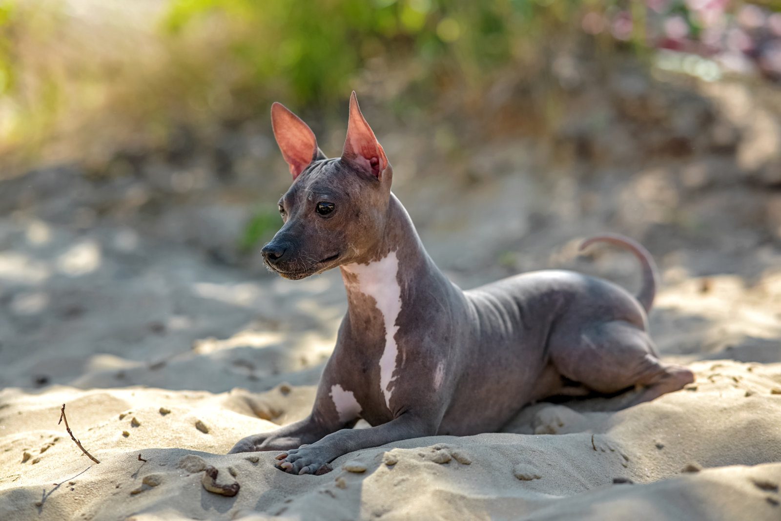 American Hairless Terrier dog lying down on sand with blurred natural background