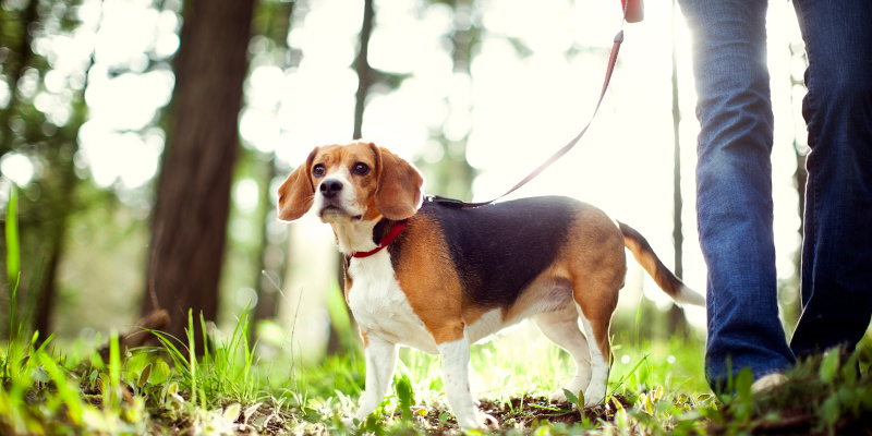How to Care for Your Beagle