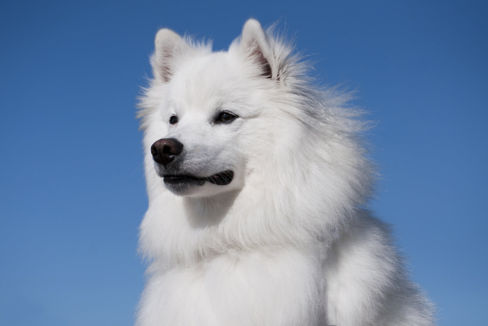 American Eskimo Dog