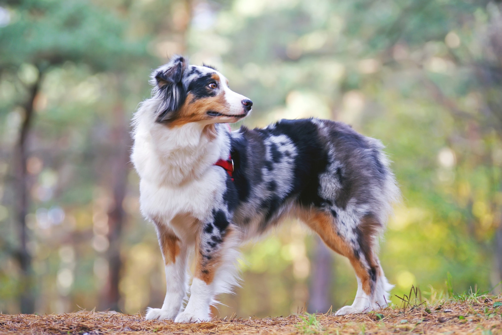 Australian Shepherd National Kennel Club