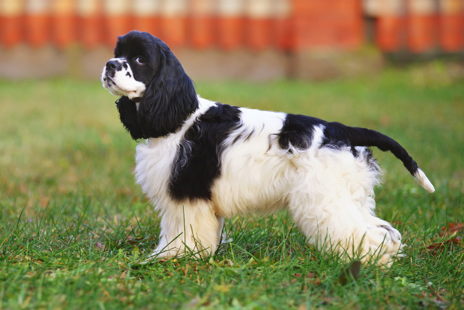 Black and white American Cocker Spaniel dog staying outdoors