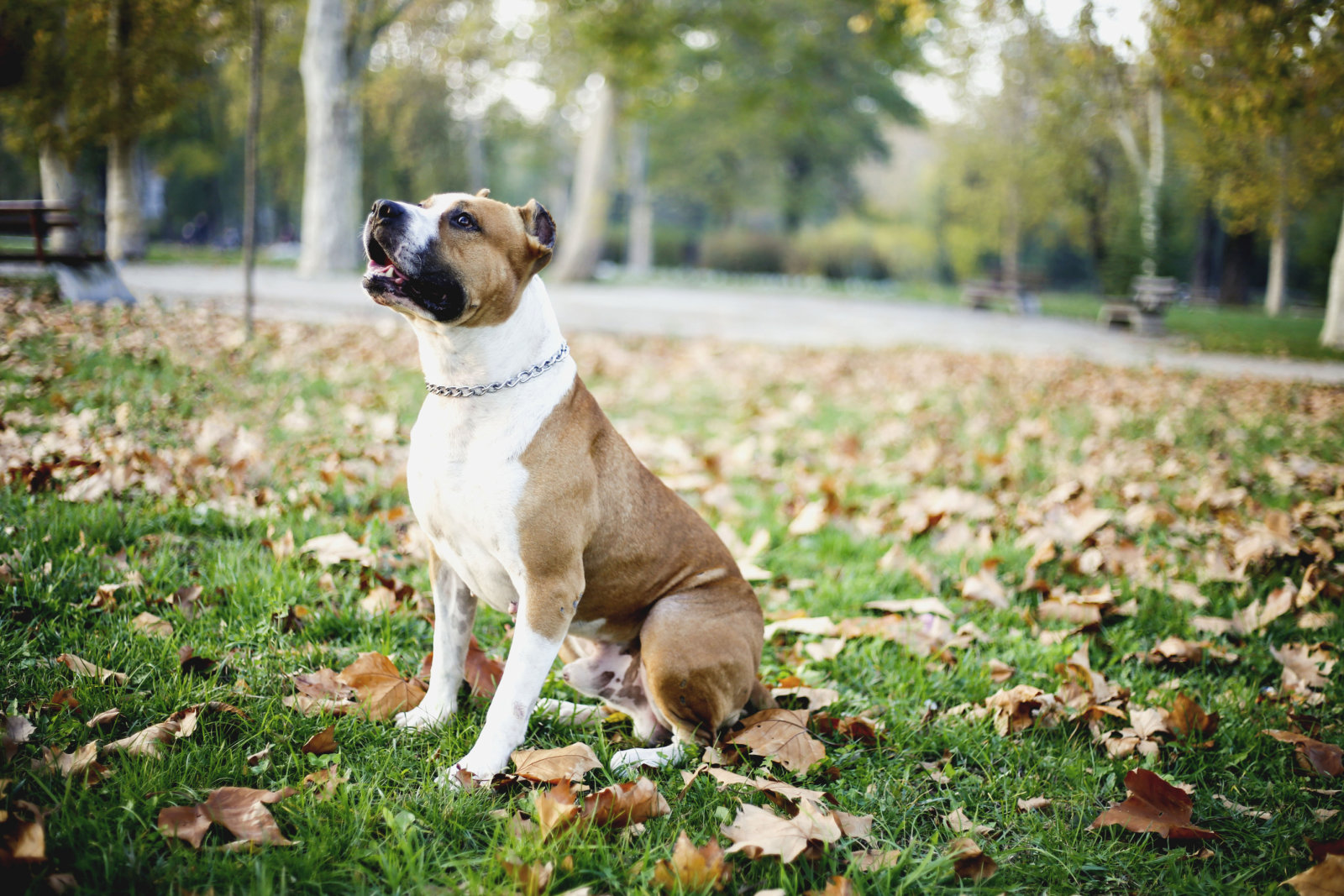 American Staffordshire Terrier outdoor portrait