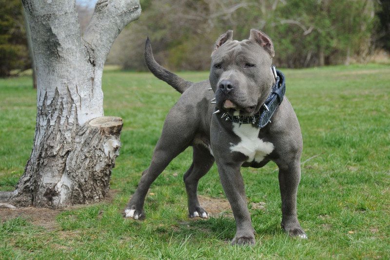 American Standard Bully