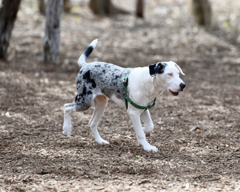 American Leopard Cur