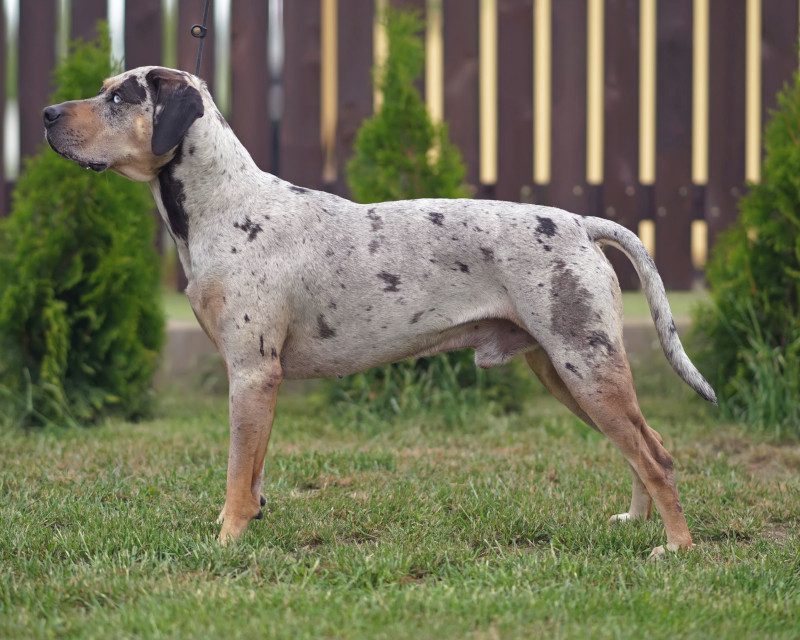American Leopard Cur