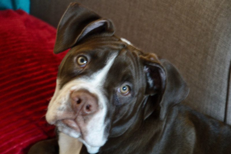 Alapaha Blue Blood Bulldog