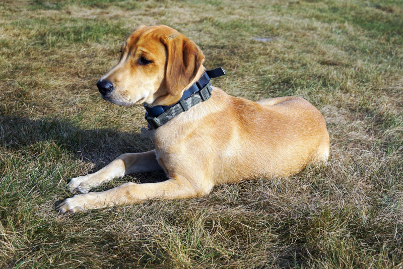 Yellow Blackmouth Cur