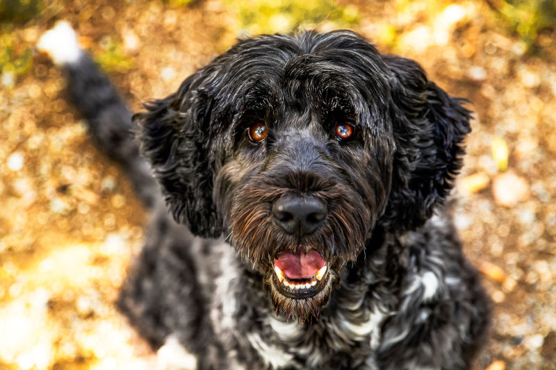Portuguese Water Dog
