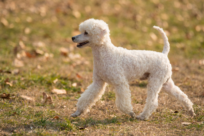 French best sale poodle images