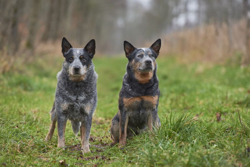 BLUE HEELER