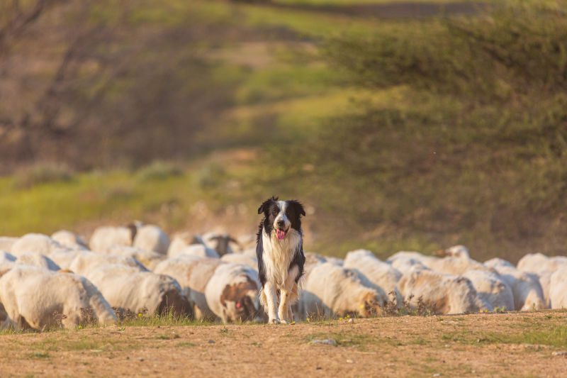 Old Time Farm Shepherd