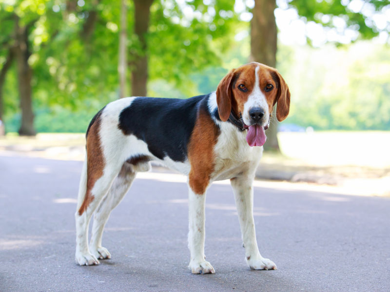 Walker Foxhound