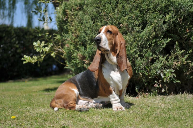 Basset Hound