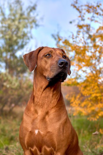 Matthes’ Lion Hound
