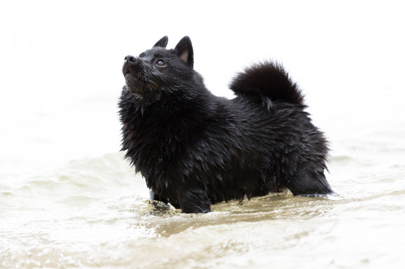 Schipperke