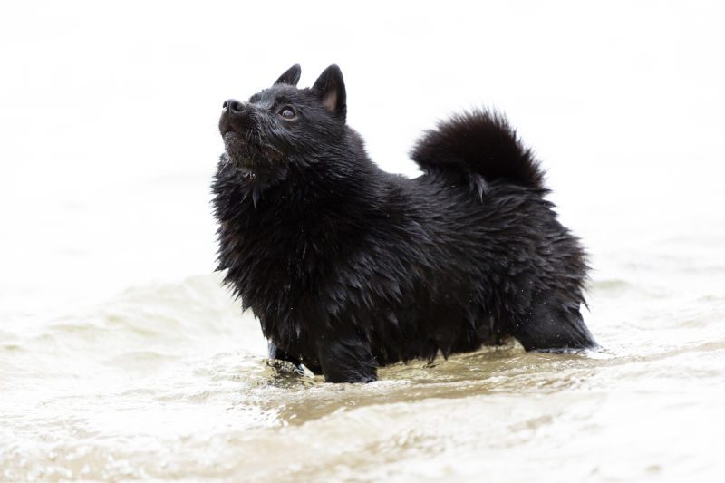Schipperke