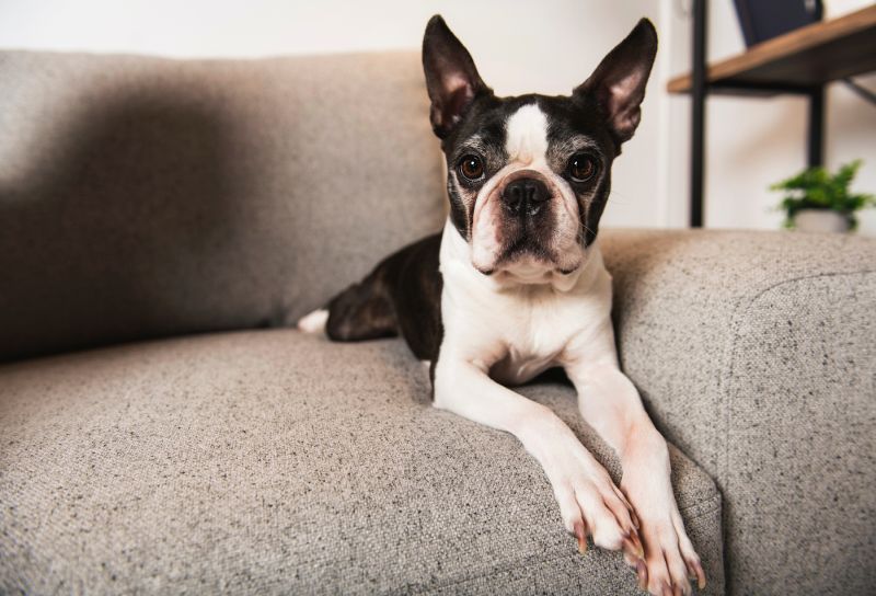Boston Terrier