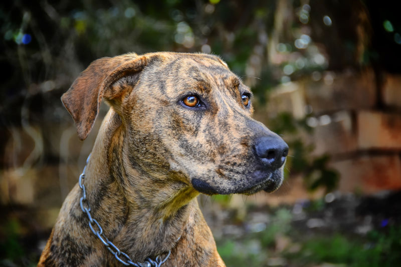 Plott hound