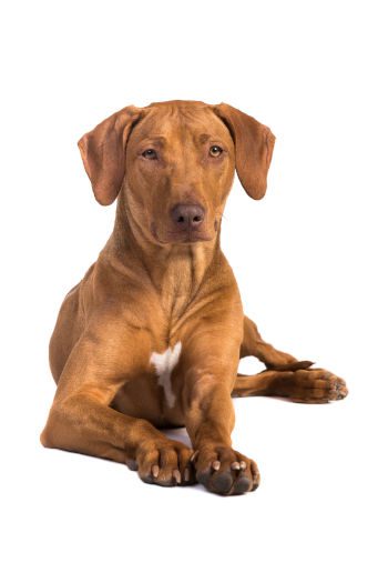 Matthes’ Lion Hound