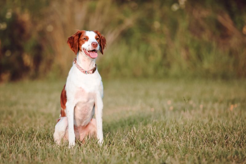 Brittany Spaniel
