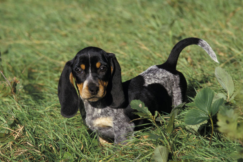 Basset bleu de 2024 gascogne for sale