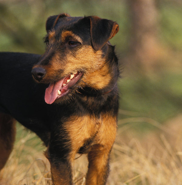 Hunting terrier best sale