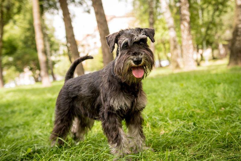 Miniature Schnauzer