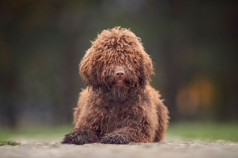 Barbet