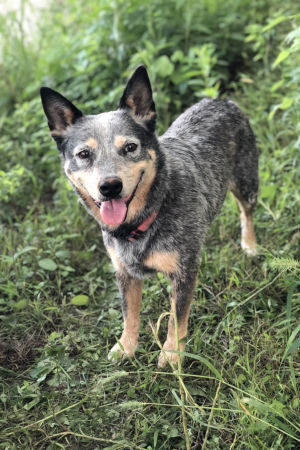 Great American Cattle Dog