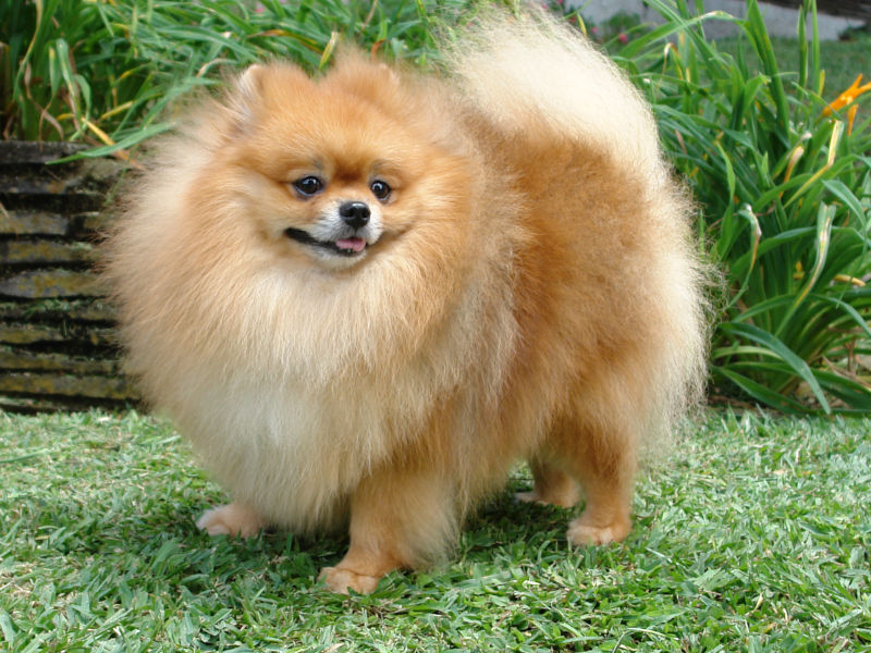 German clearance spitz club