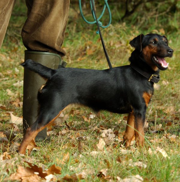 Hunt Terrier