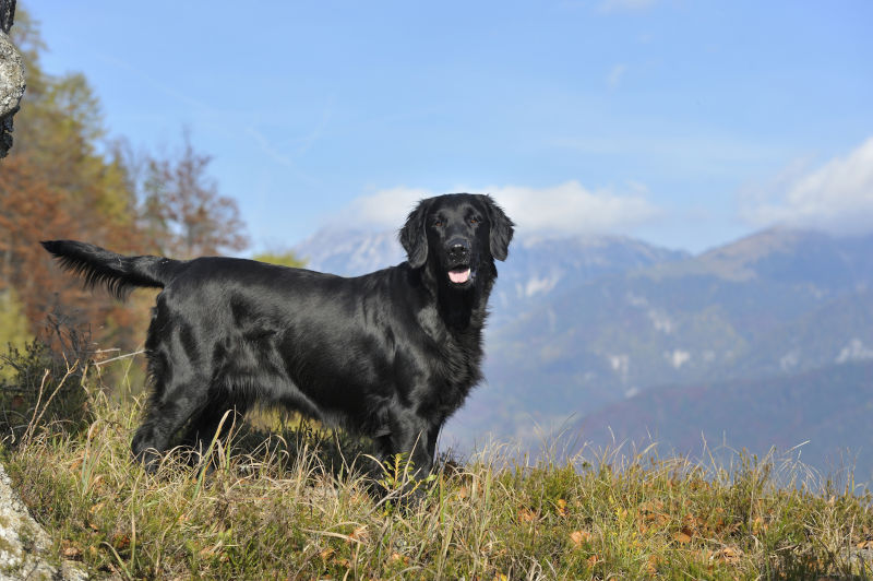 Flat-coated Retriever