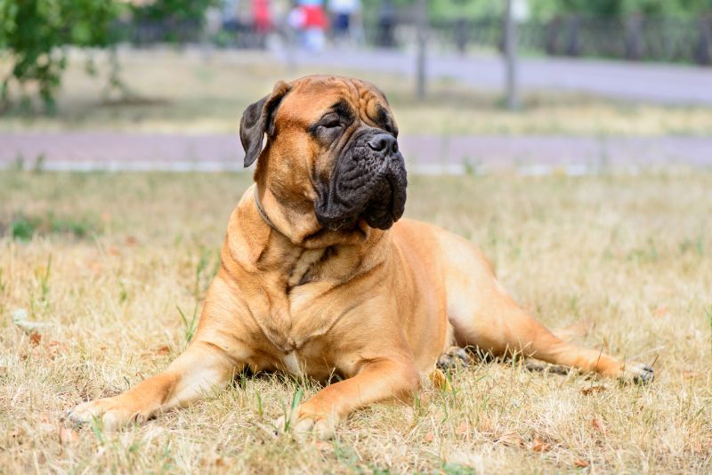 Bull Mastiff