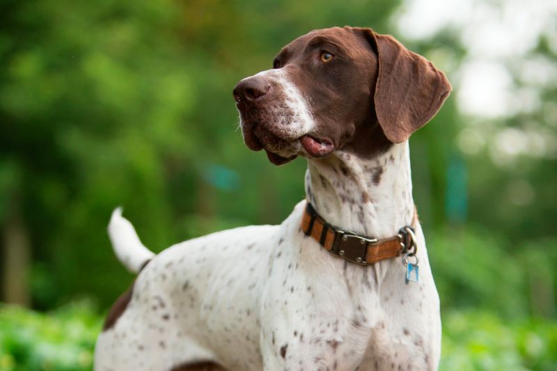 Braque du Bourbonnais