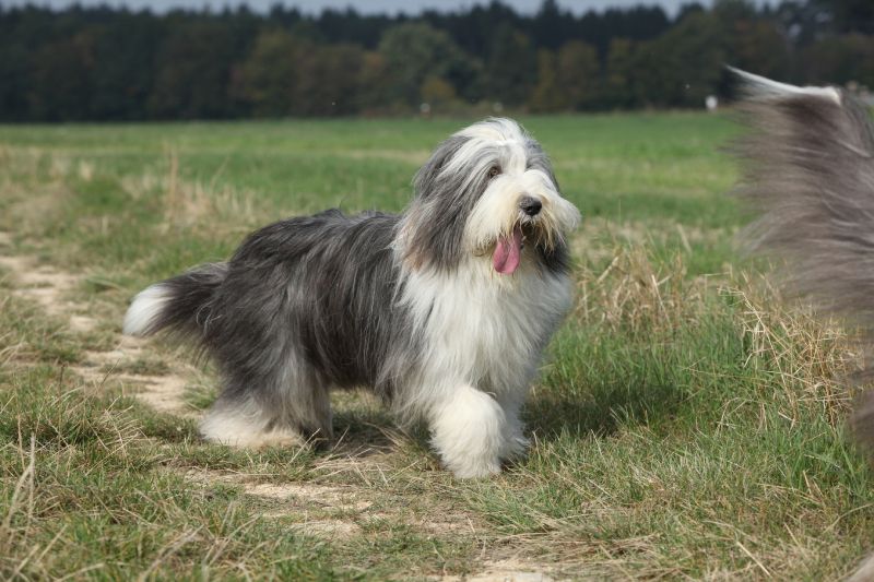 Bearded Collie