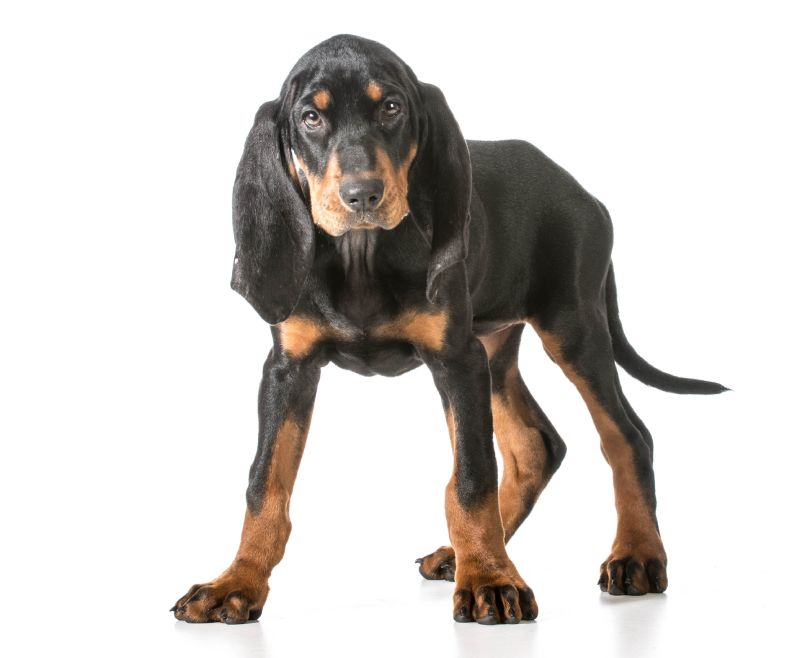 Black and Tan Coonhound