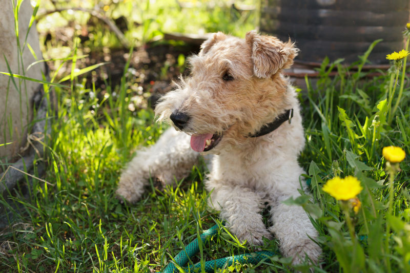 Fox Terrier