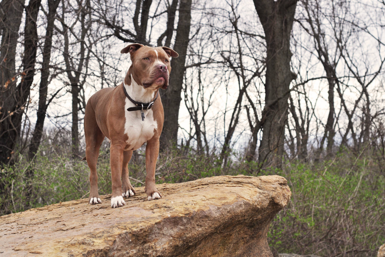 American Bully