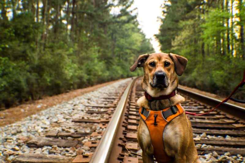 Southern Blackmouth Cur