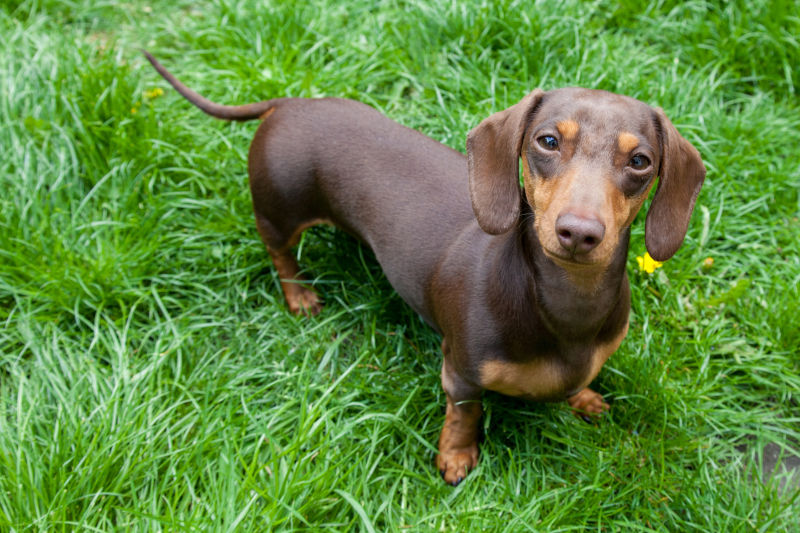 Kennel club miniature dachshund hotsell