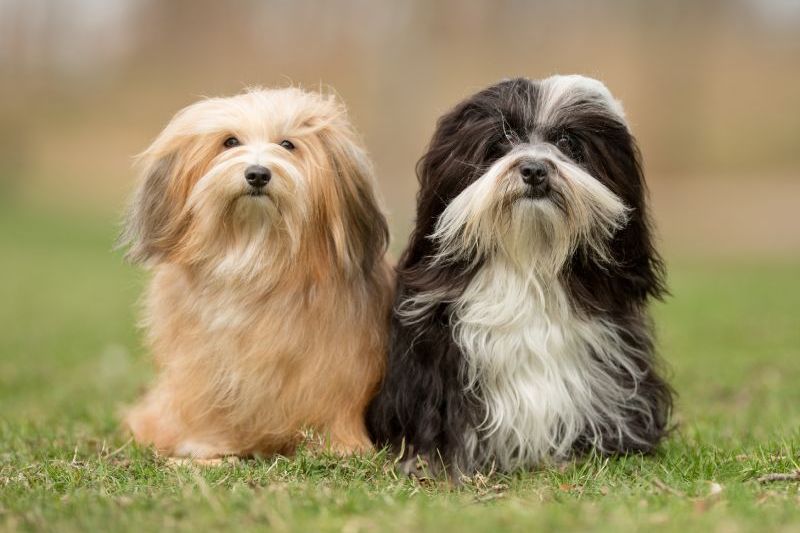 Bichon Havanais