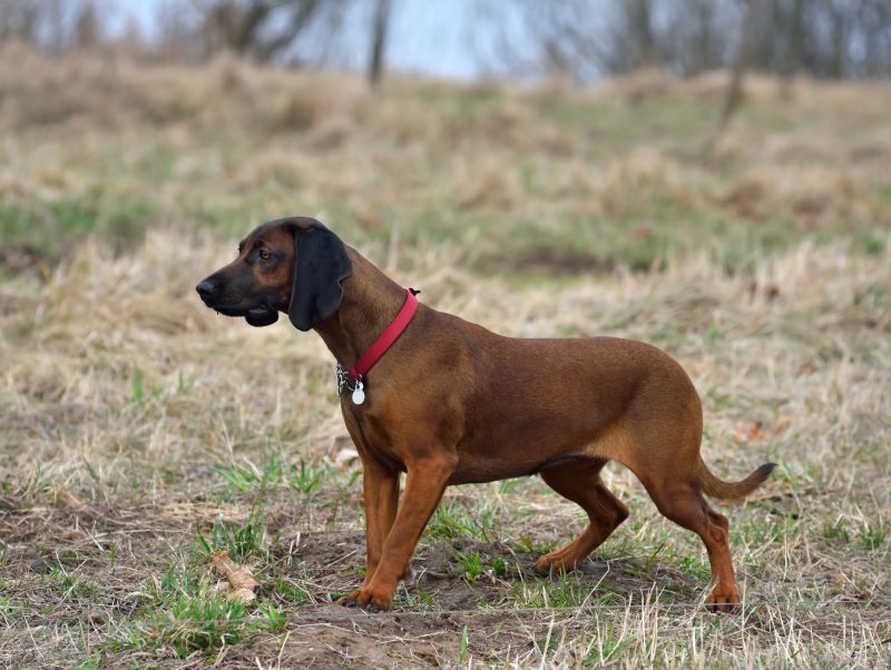 Bavarian Mountain Cur